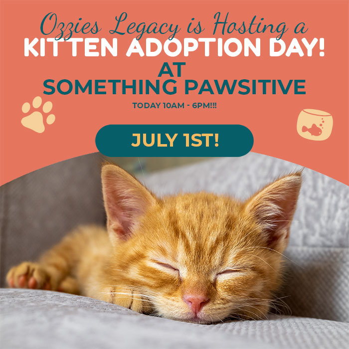 Kitten Adoption Day! June 24th & 25th.